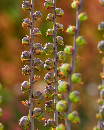 CHASMANTHE SATURNUS 25 ks